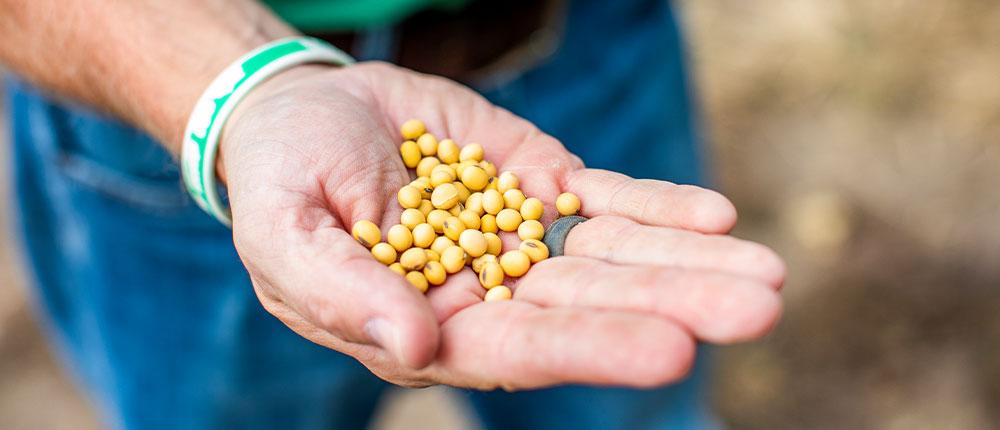 Hand holding soybeans.